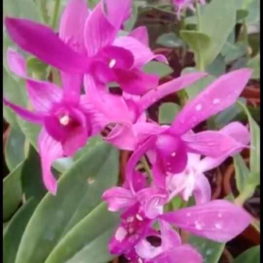 Asli.. Anggrek Dendrobium Caesar Red X Caesar Warawan Dewasa Spike Knop