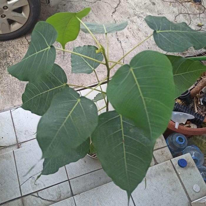 

Pohon Bodhi Tanaman Hias bibit Bodi ficus religiosa