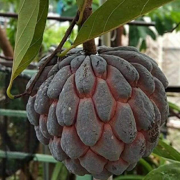 

Bibit tanaman pohon buah srikaya merah asli tinggi 1meter okulasi
