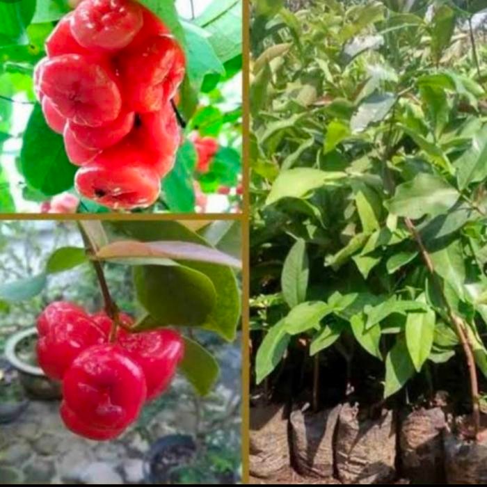 

bibit tanaman buah jambu kancing SAMBUNGSUSU (bibit ungulan)