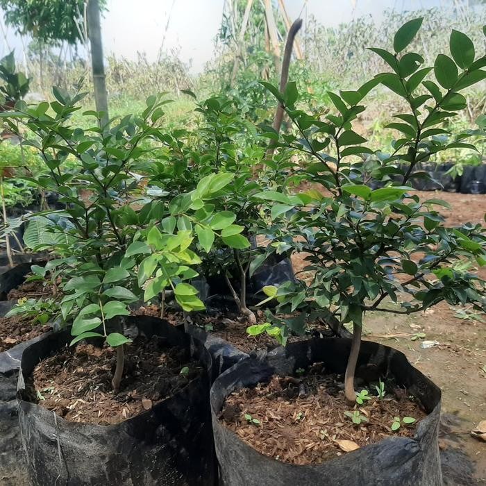 

bibit tanaman anggur brazil pohon anggur