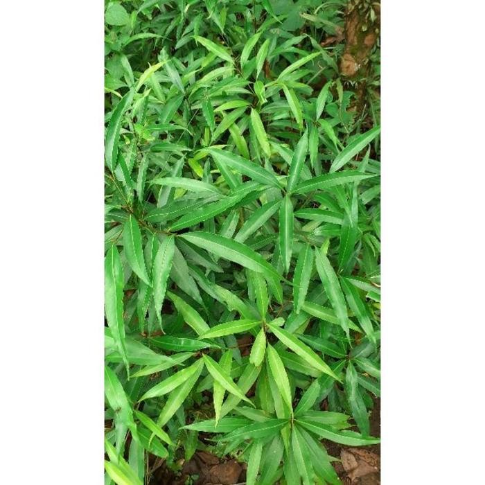 

Bibit Pohon Kilemo- Tanaman Hutan Lemo - Litsea Cibuba L