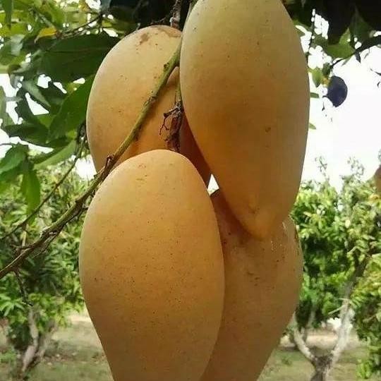

BIBIT TANAMAN BUAH MANGGA NAMDOKMAI GOLDEN OKULASI CEPAT BERBUAH
