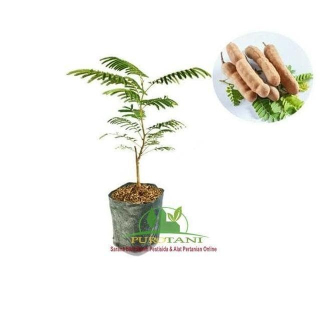 

Ready Bibit Tanaman Pohon Asam Jawa Asem Jawa Unggul Bahan Bonsai