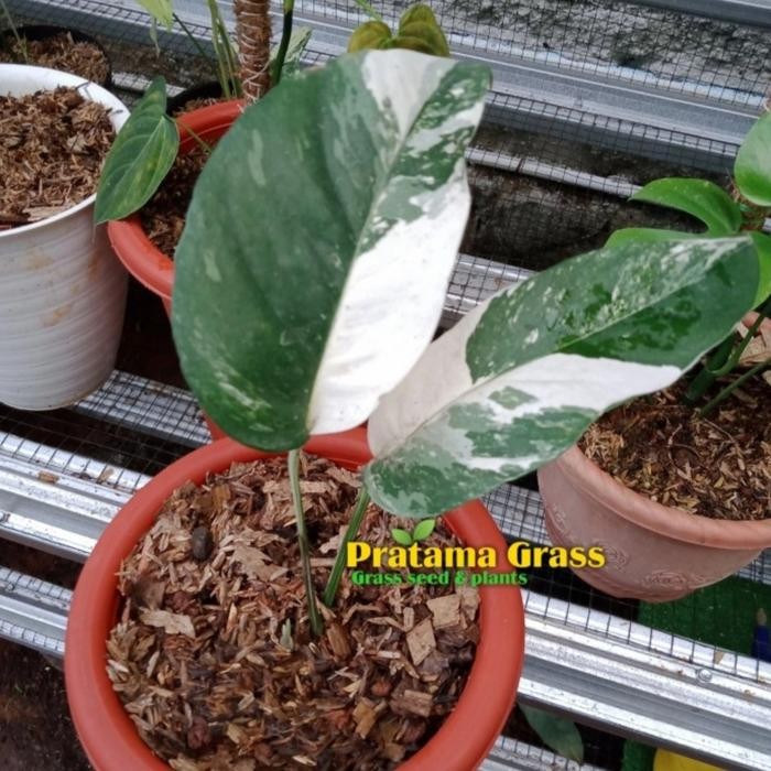 

Tanaman Hias Monstera Epipremnum Varigata - Bibit Epipremnum Pinnatum