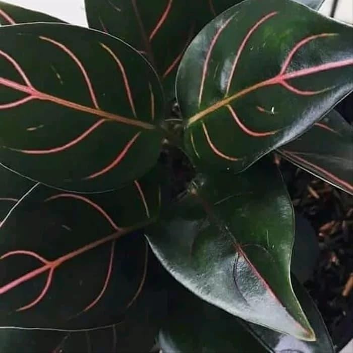 

Tanaman Hias Aglaonema Rotundum - bibit tanaman