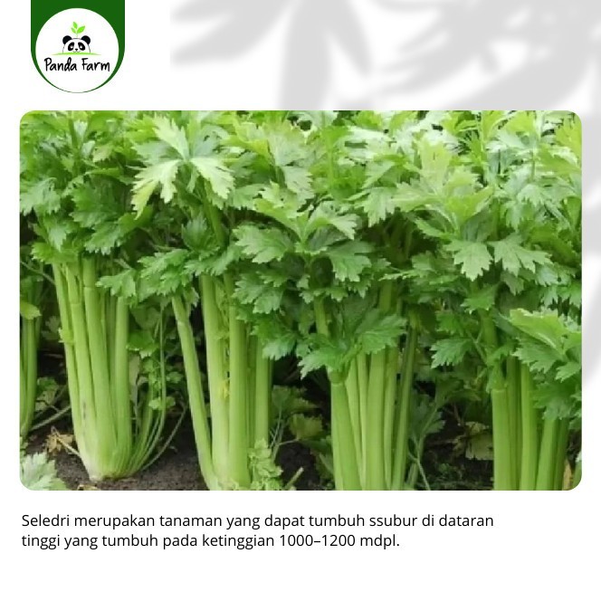[Allthebest] isi 50 biji benih bibit Seledri Super Import Asia