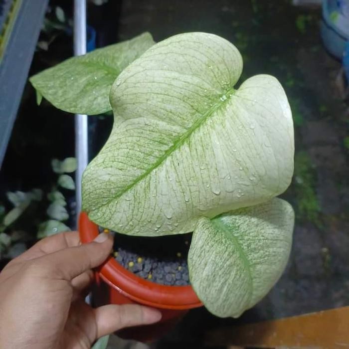 monstera white mint monster varigata