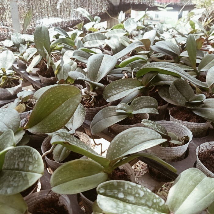 (Allthebest) Remaja Anggrek Bulan Phalaenopsis Hybrid Warna Koleksi Bibit Bunga