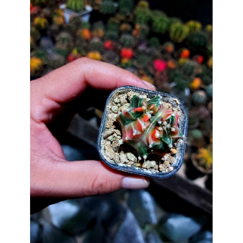 Sle - gymnocalycium mihanovichi starfire double head