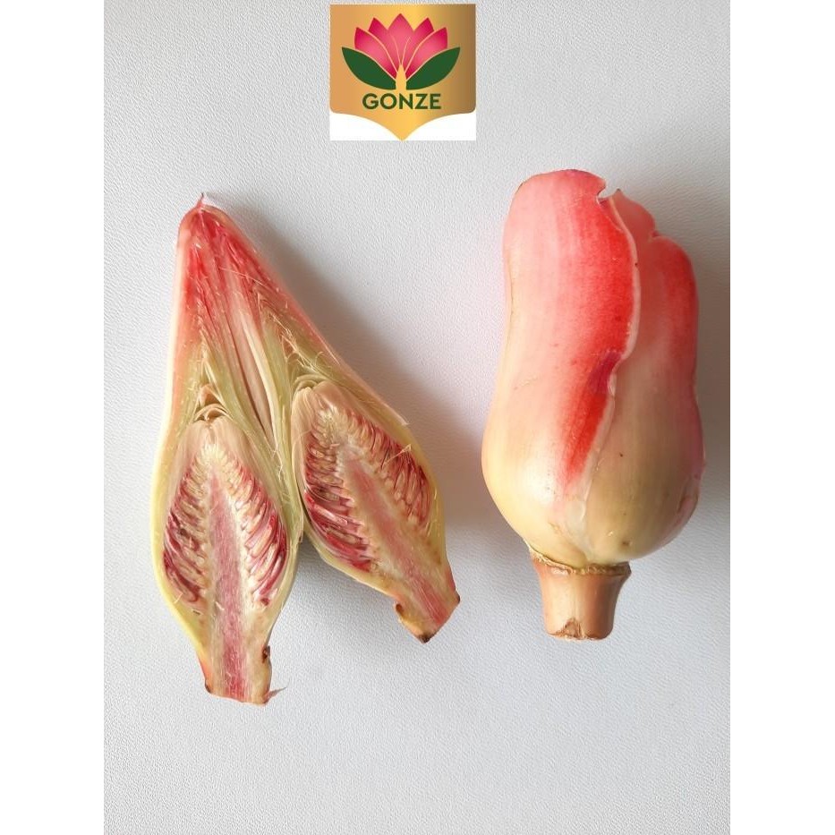 

kecombrang segar honje segar 1kg langsung petik dari petani