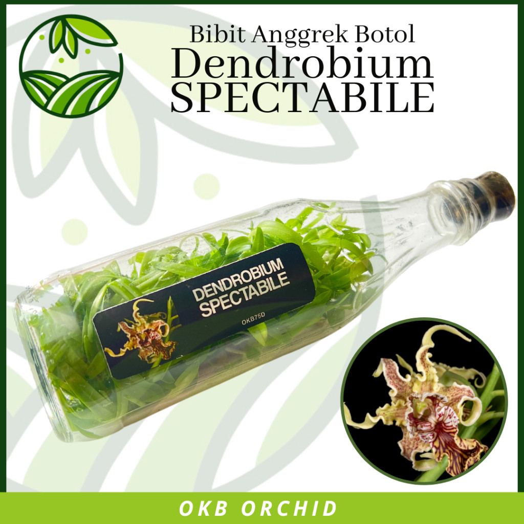 Bibit Anggrek Botol Dendrobium Spectabile Rare Item Tanaman Bunga