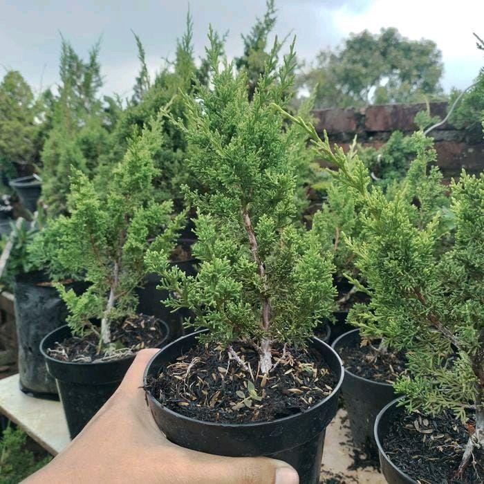 Tanaman Cemara Sargenti (Bibit Bonsai) Uk Sedang