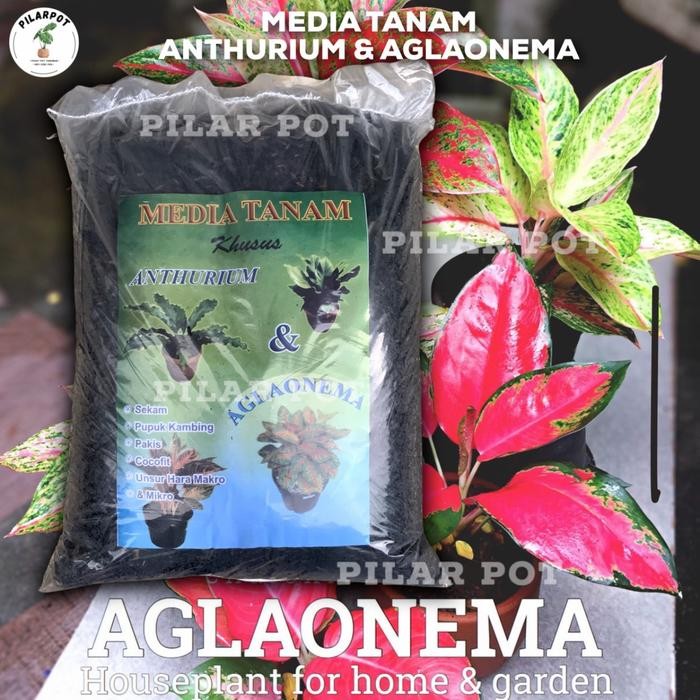 New MEDIA TANAM ORGANIK KHUSUS ANTHURIUM AGLAONEMA SIAP PAKAI - AGLAONEMA