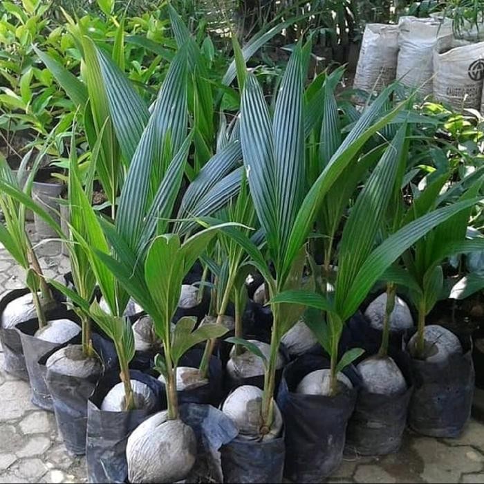 Bibit Tanaman Kelapa Pandan Wangi Genjah