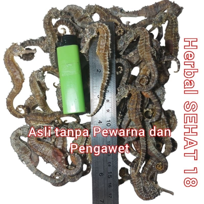 

Kl Hai Ma Kering Super Per Ekor - Kuda Laut / Haima / Hai Mha / Seahorse PREMIUM