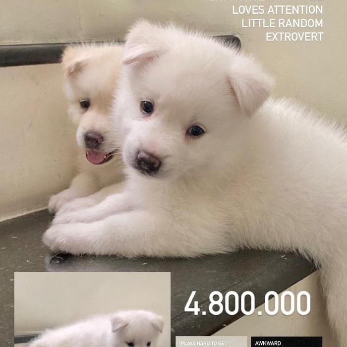 POMSKY PUPPIES DOB 14 Mei 2023