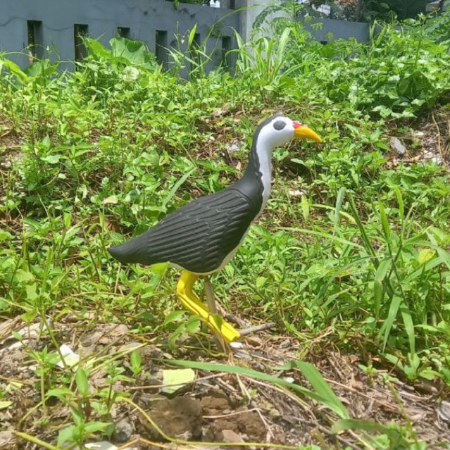 Patung Manekin alat pemikat Burung Kareo Ruak Ruak Sawah Model 1 - Jontrot Decoy Ruak Ruak