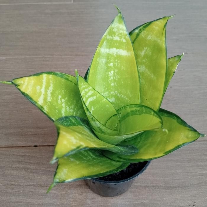 Lidah Mertua Mini / Sansevieria Hahnii Philipine Gold Kode 1055