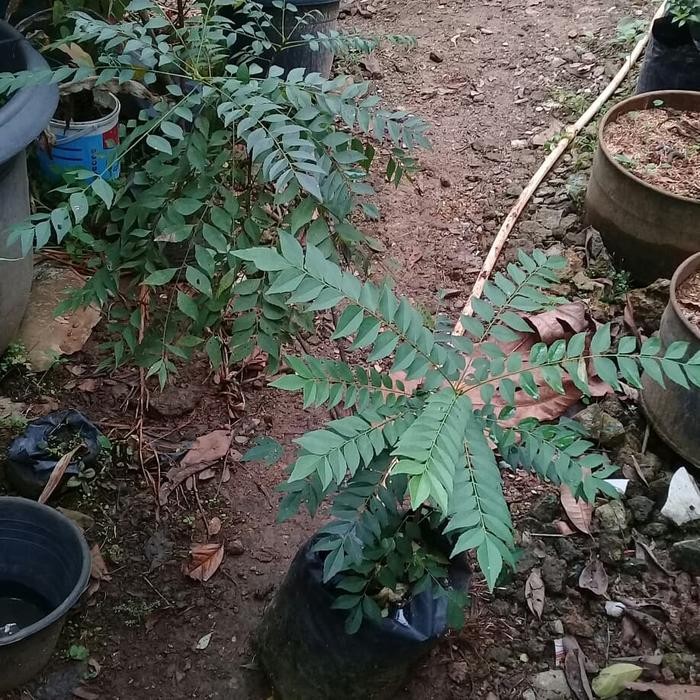 pohon kari /tanaman kari Kode 538