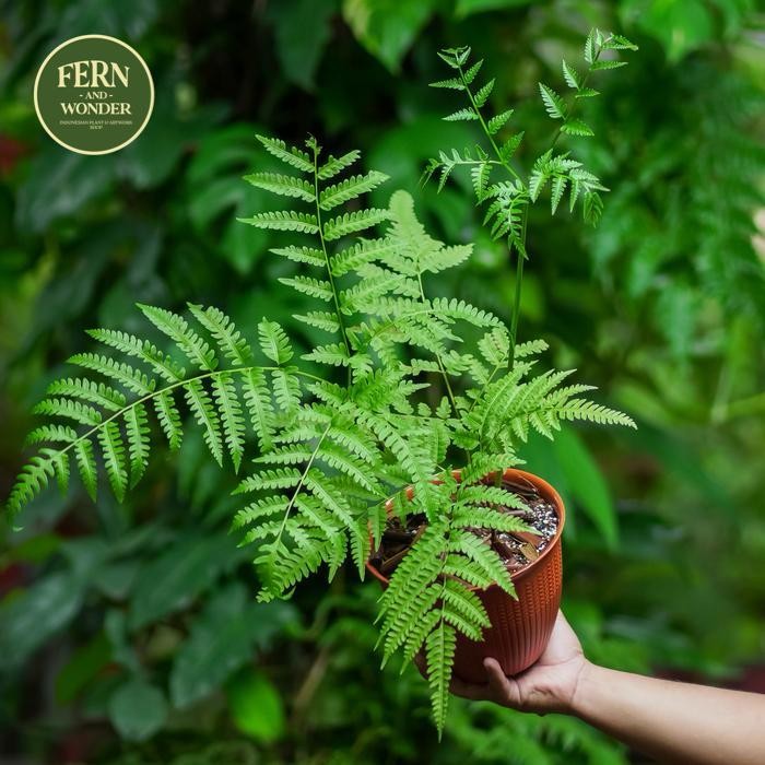 Pteris wallichiana / Tanaman Pakis / Fern Kode 561
