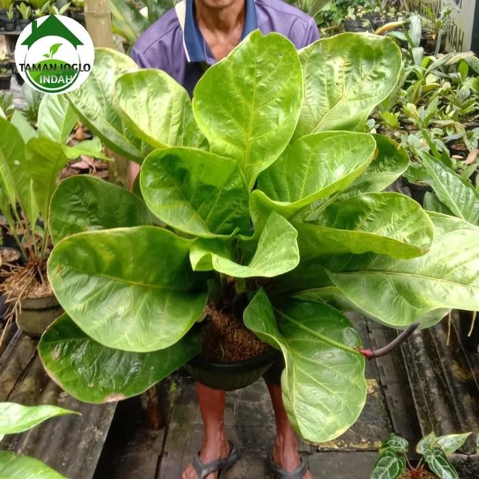Tanaman hias Anthurium jemani mangkok daun besar promo Kode 352