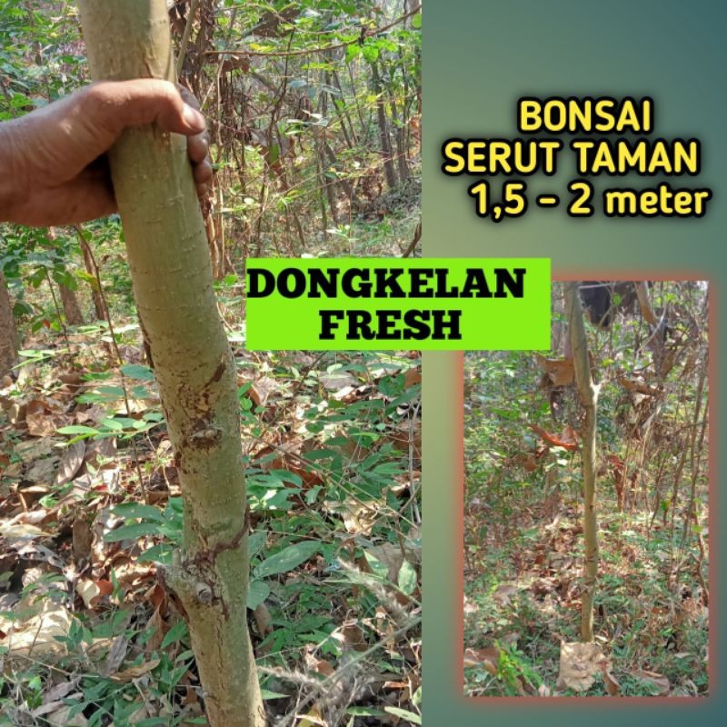 Dongkelan Serut Bahan Bonsai Taman