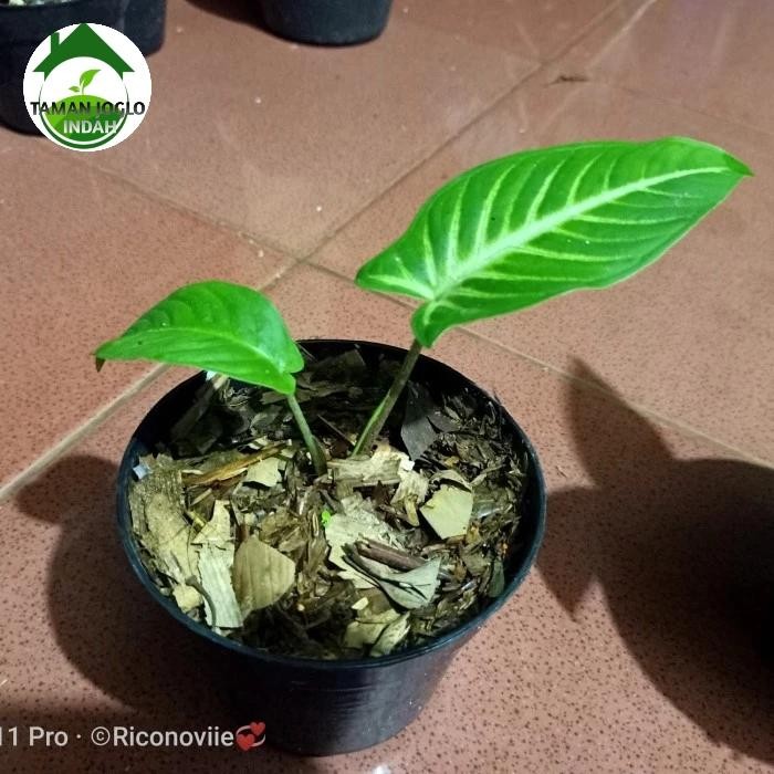 Tanaman Hias Bibit Caladium Lindenii Antasoma