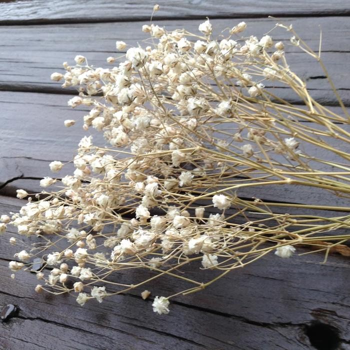 Babys Breath (Gypsophila) Kering Dried Baby Breath Bunga Kering