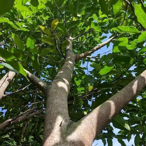 Tanaman Pohon Gaharu Pohon wangi