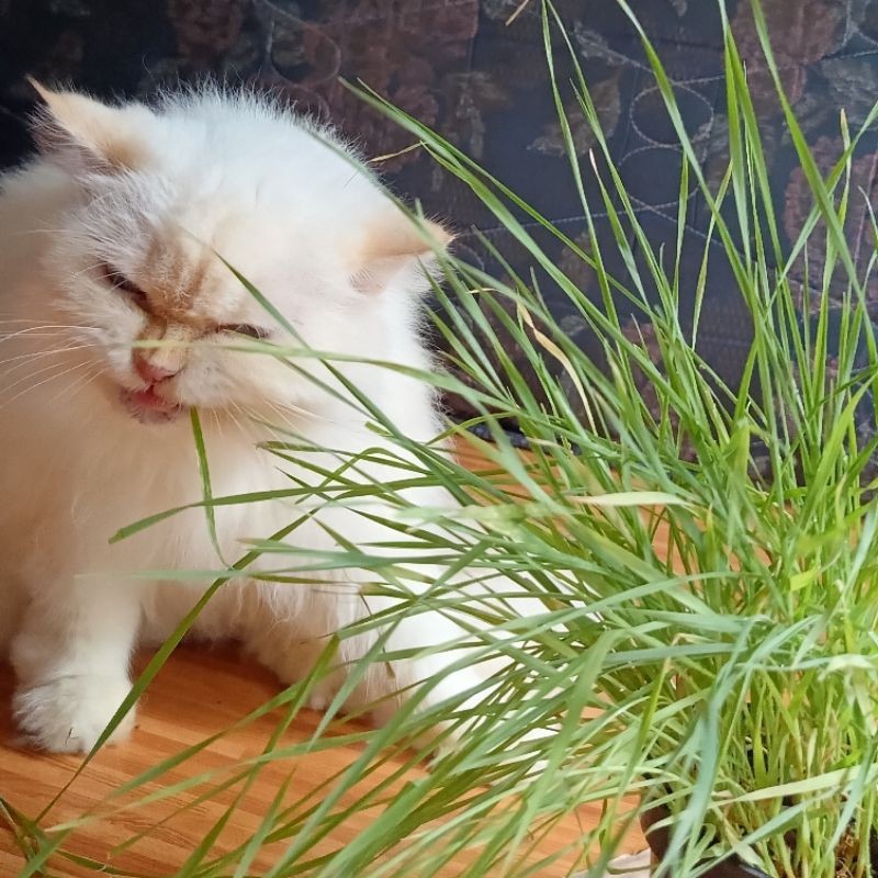 

Olivoliv Snack Rumput Kucing Wheatgrass Rumput Gandum Catgrass Fresh Siap Konsumsi