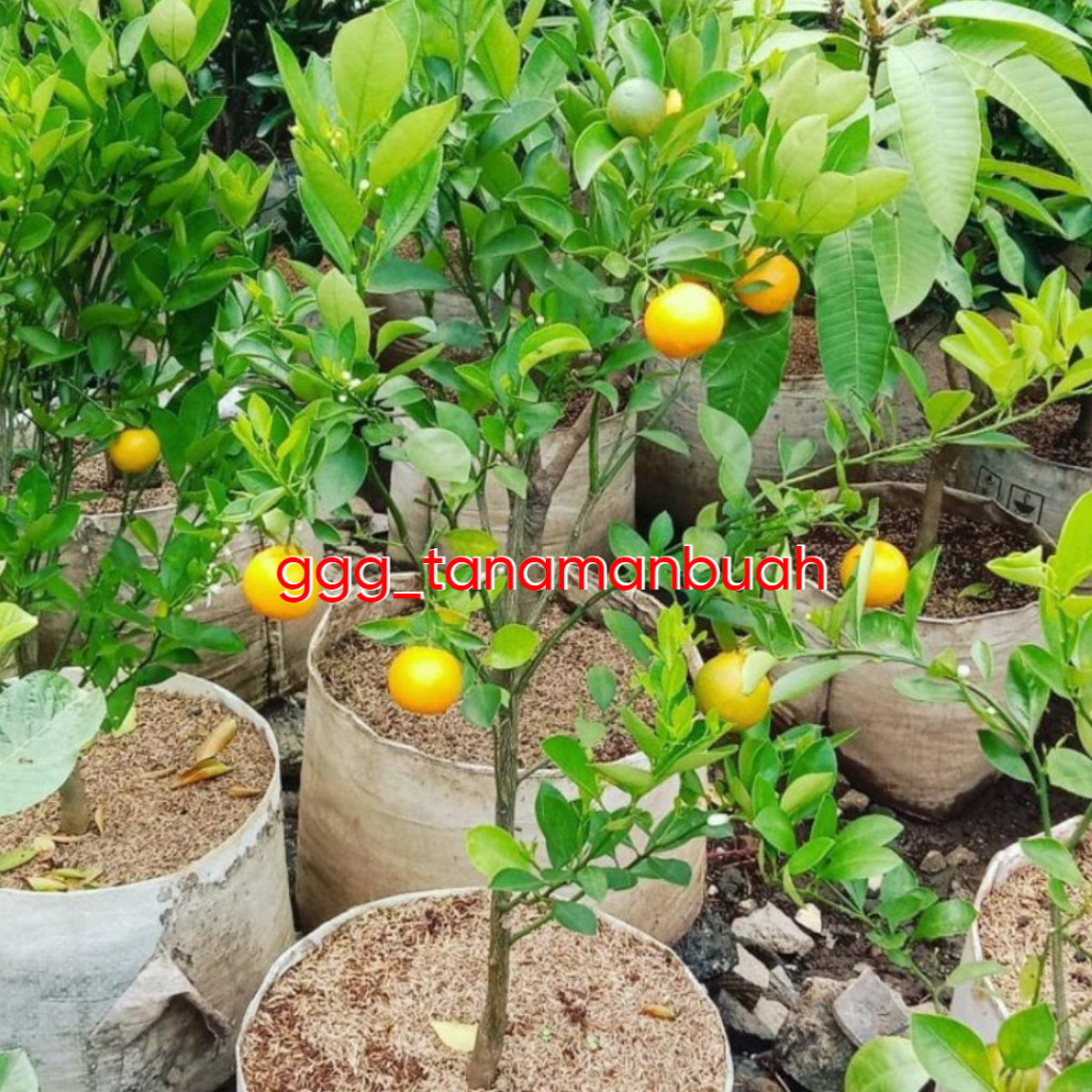 Flowersbloom Bibit Jeruk Kasturi/Es Sudah Berbuah Spesial