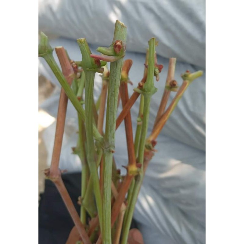 Flowersbloom Paket Entres Anggur Import Dan Rs Creola Negra + So4