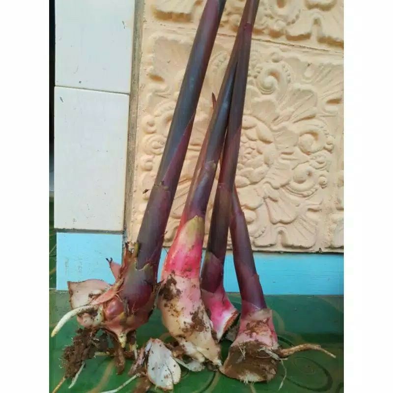 Happygardens Bibit Kecombrang Bibit Honje Merah Honje Hijau Bibit Tanaman