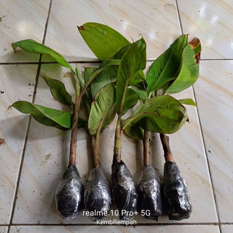 Happygardens Bibit Pohon Pisang Tanduk Gebyar Super Unggul