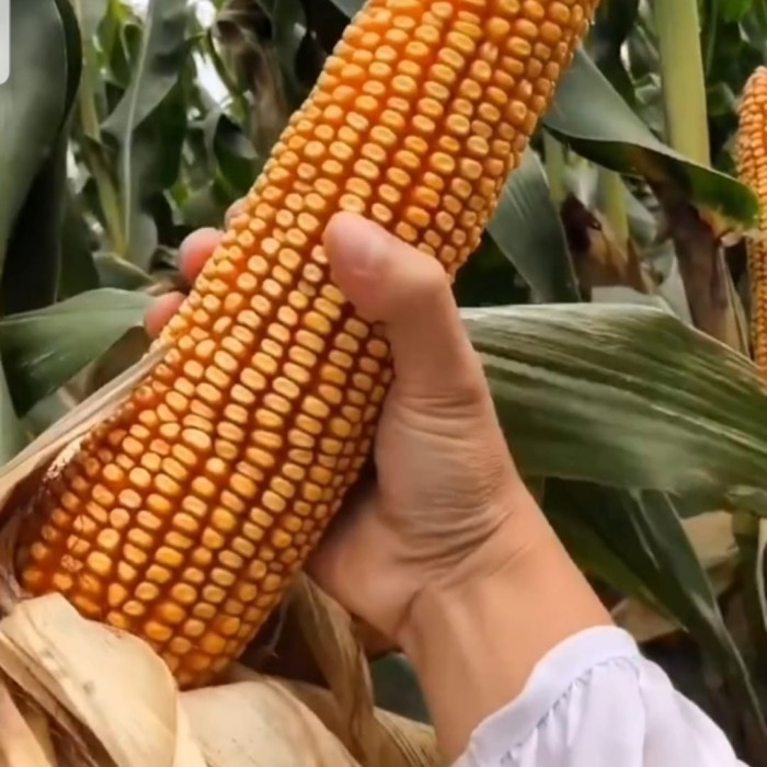 Happygardens 1 Kg Biji / Benih Jagung Raksasa Jepang