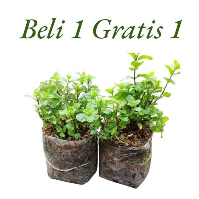 Ready Stock Tanaman Hias Daun Mint Tanaman Daun Mint