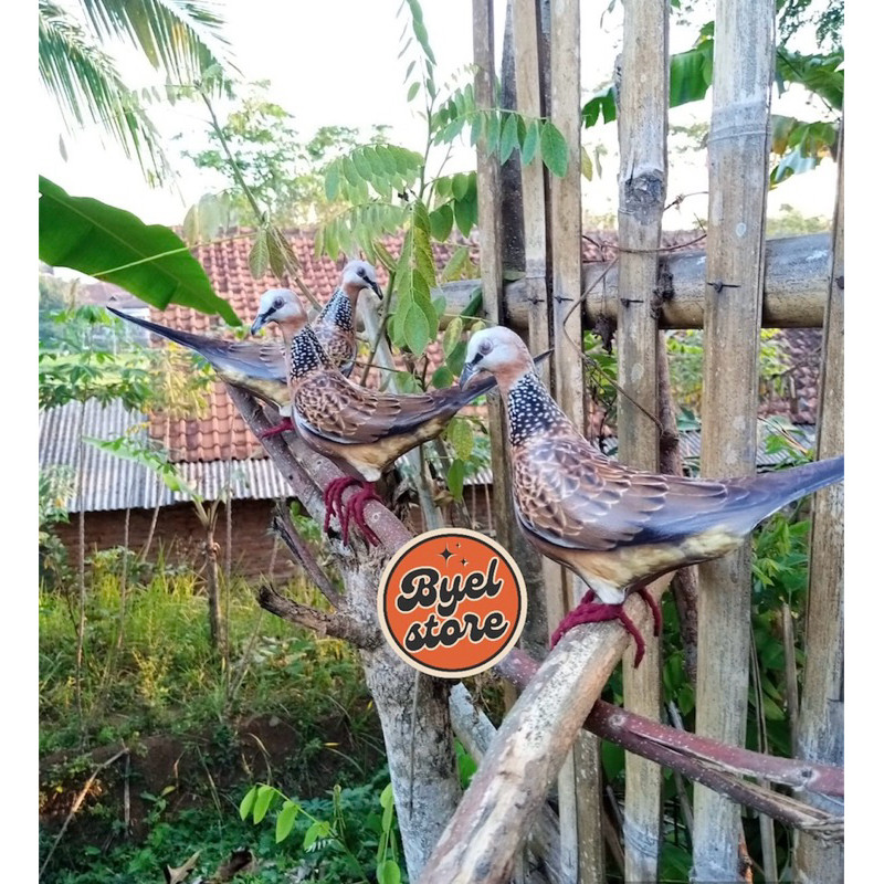 Jontrot Burung Tekukur - Patung Decoy Burung Tikukur