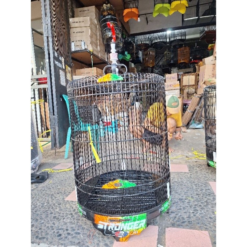 sangkar kandang burung murai rafi jaya