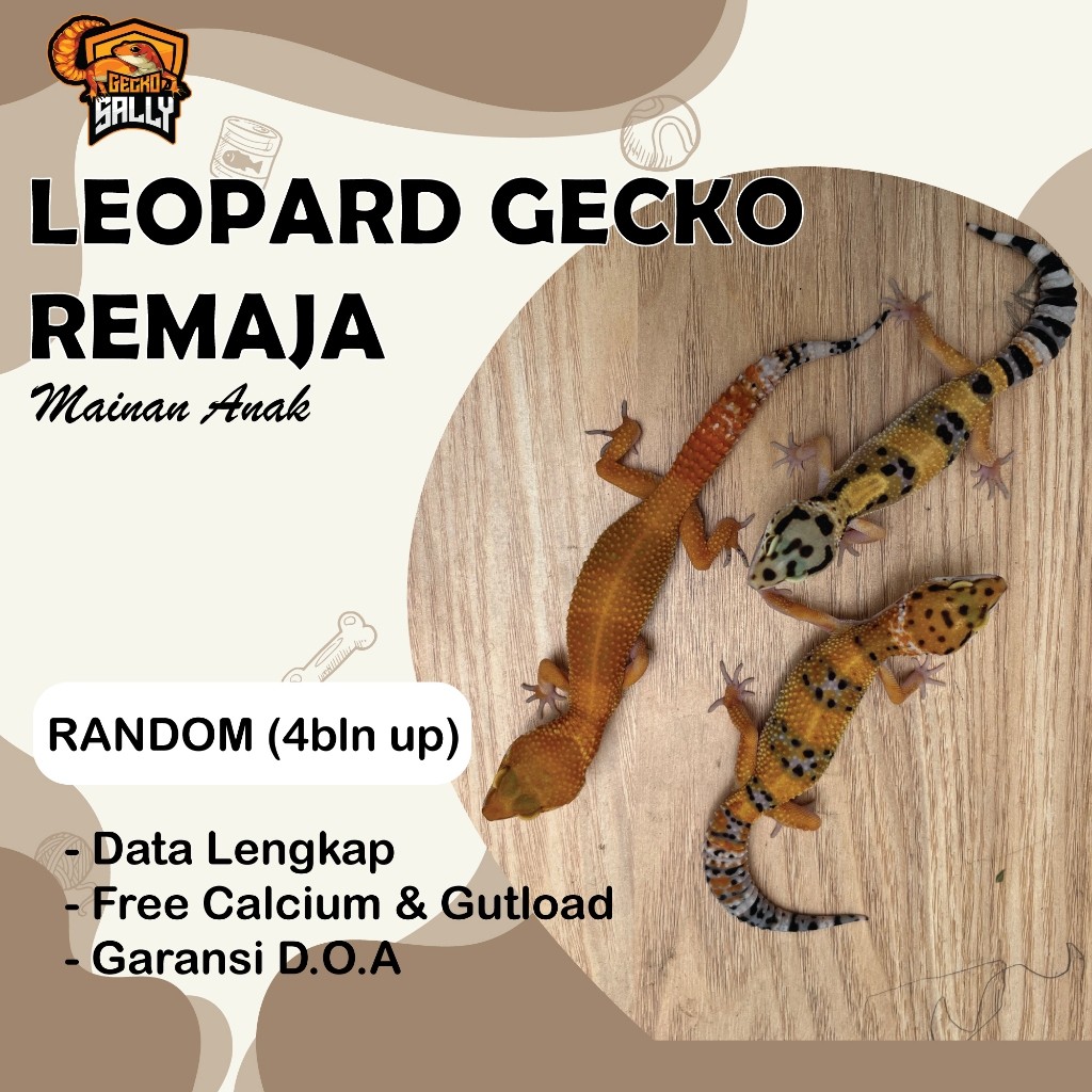 Mainan Anak Leopard Gecko Remaja Random / GECKOSALLY