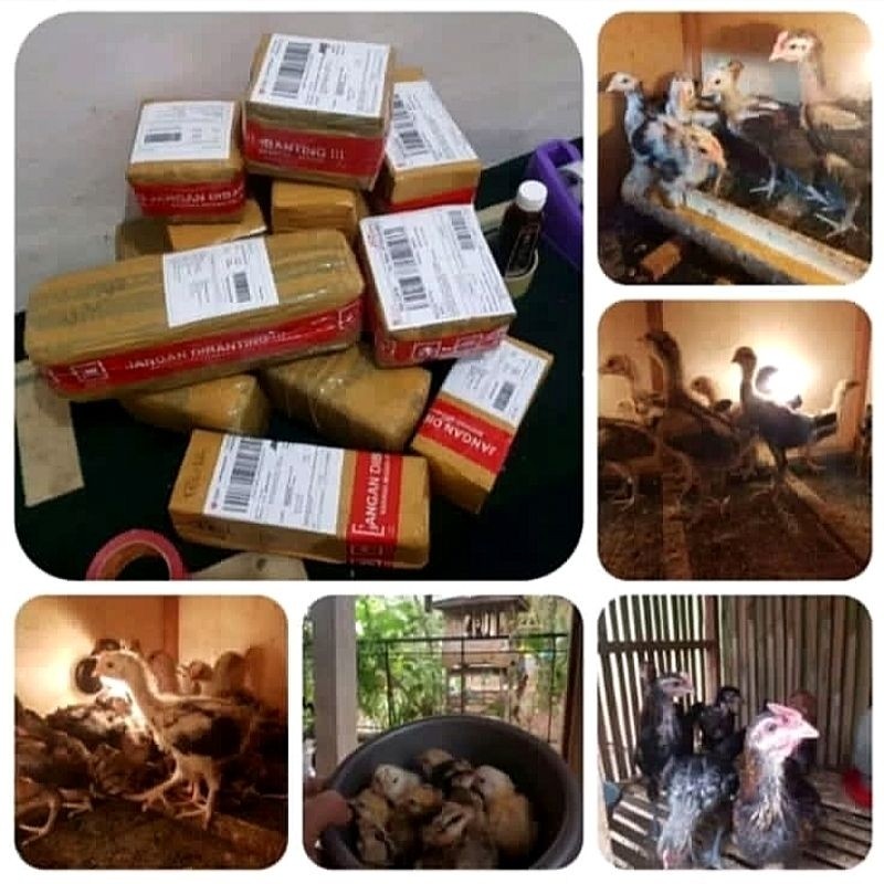 Telur Ayam Pelung Untuk Ditetaskan Fertil