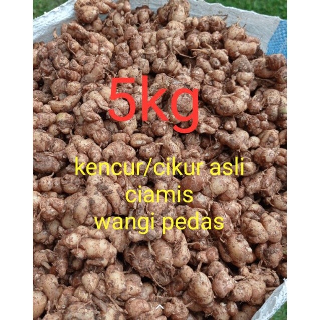 kemasan ( 5kg ) kencur segar/cikur asli ciamis aroma nyh wangi rasa pedas cocok buat bumbu dan jamu