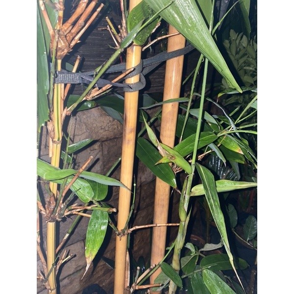 tanaman hias bambu kuning - bibit pohon bambu kuning jepang - bambu kuning panda super - bambu