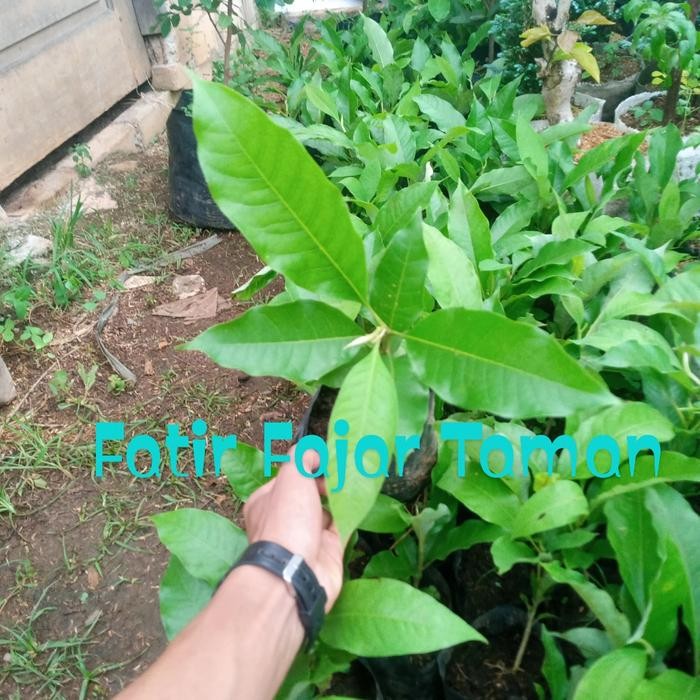 Paket 3 Tanaman Bunga Kantil Putih Merah Kuning / Bunga Cempaka -Bibit