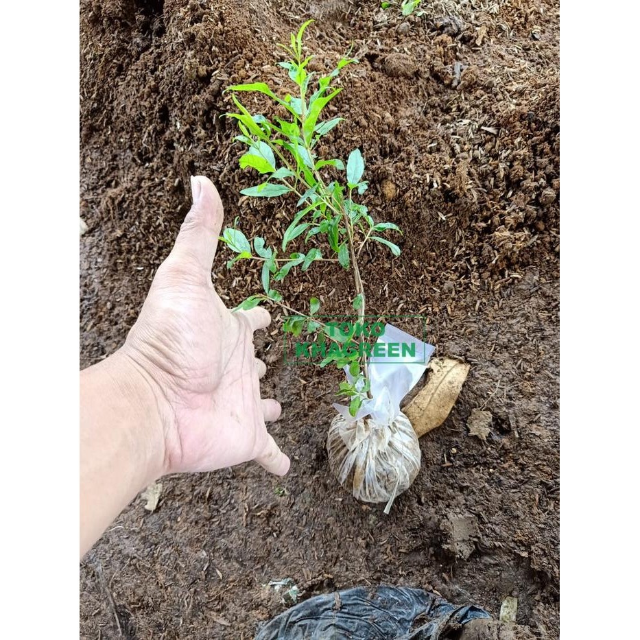 

Bibit Pohon Delima Merah - Buah Delima Tanaman Delima Red Pomegranate