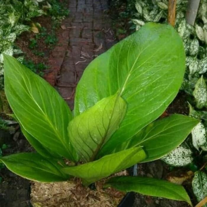 

BIBIT TANAMAN HIAS ANTORIUM JEMANI COBRA/ POHON ANTORIUM JEMANI COBRA