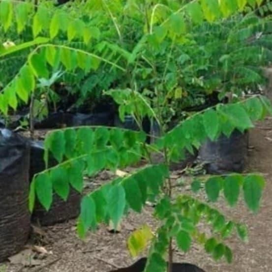 

bibit tanaman buah ceremai/cerme/cereme/pohon ceremai