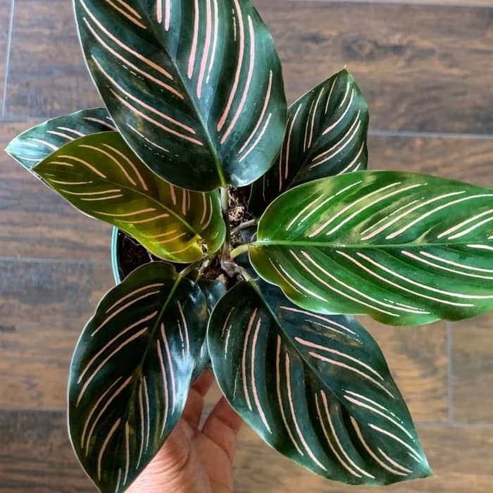 

Bibit Tanaman Hias Calathea Ornata Pinstrip