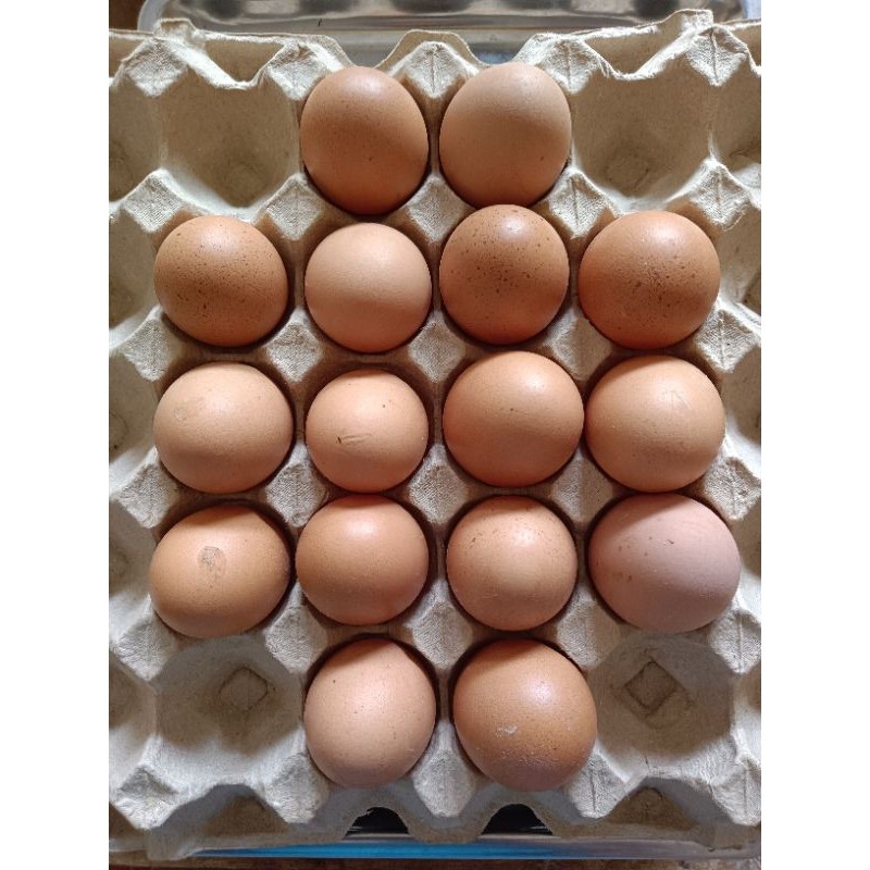 

Telur Ayam Negeri 10 Butir