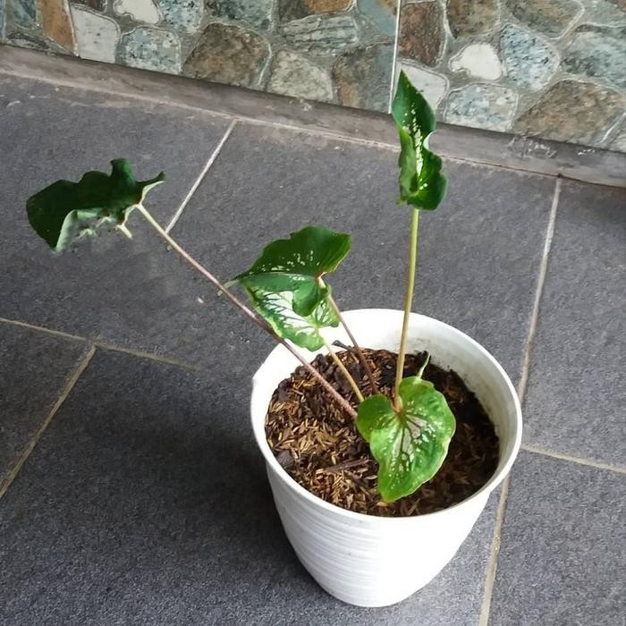 

bibit tanaman hias keladi wayang- tanama hias keladi wayang pink